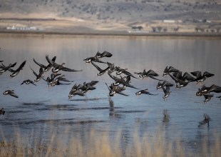 A California Child Tested Positive for Bird Flu. Here’s Why This Case Is Different